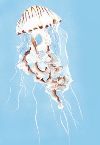 Kilcoe Studios - 6 Pack Greeting Cards - The Sea