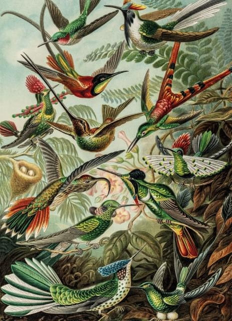 Art Forms of Nature Puzzle - 1000 Pieces