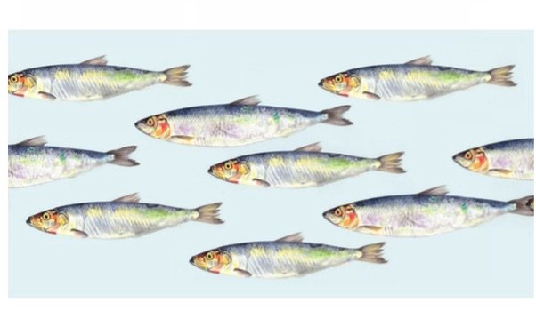 Kilcoe Studios - 6 Pack Greeting Cards - The Sea