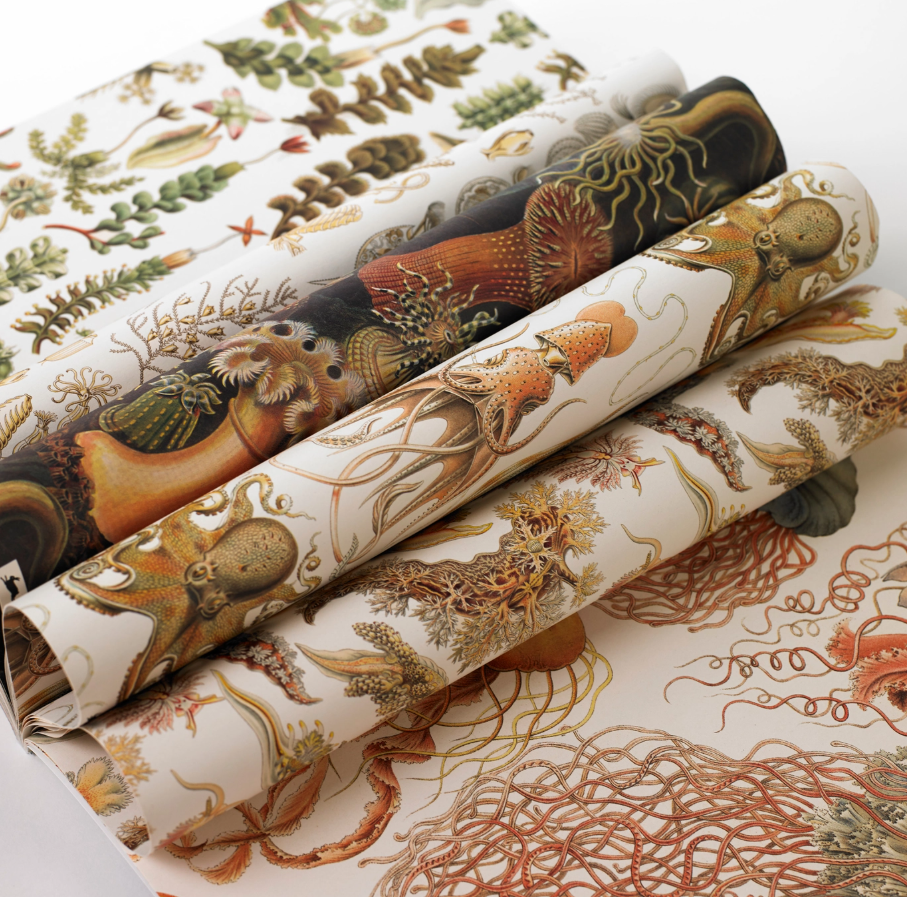 Art Forms in Nature Gift & Creative Paper Book