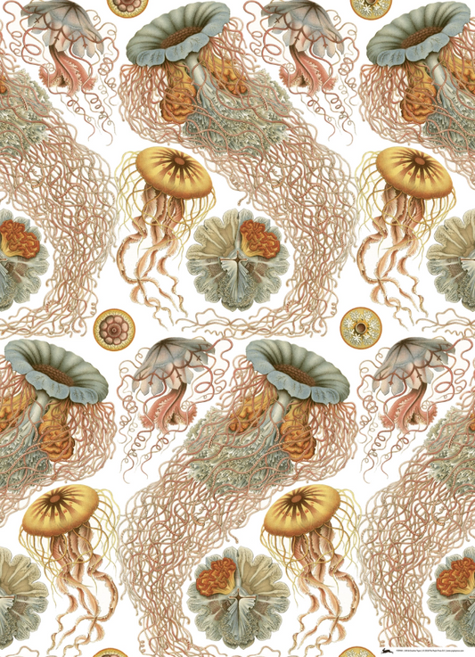 Art Forms in Nature Gift & Creative Paper Book