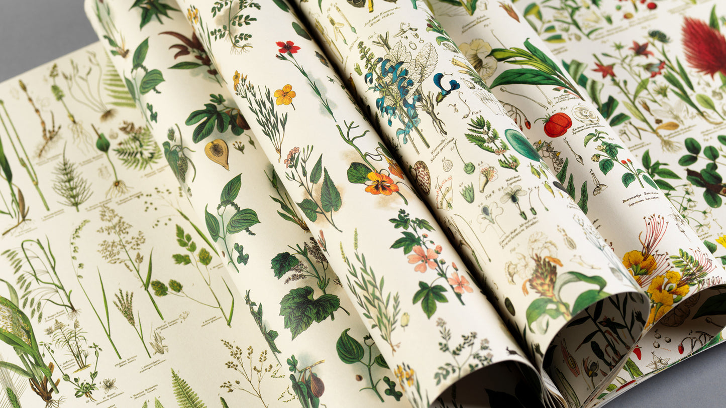 The Pepin Press - Flora Prints & Creative Paper