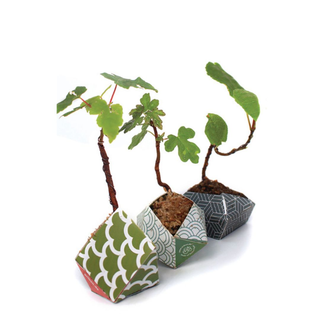 Origami Plant Pot Kit - Oribon Japanese Collection