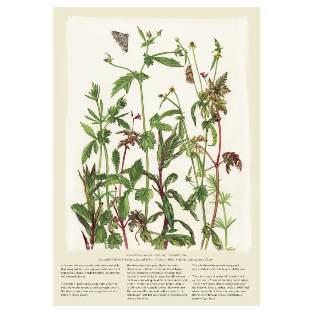 Kilcoe Studios Calendar 2026