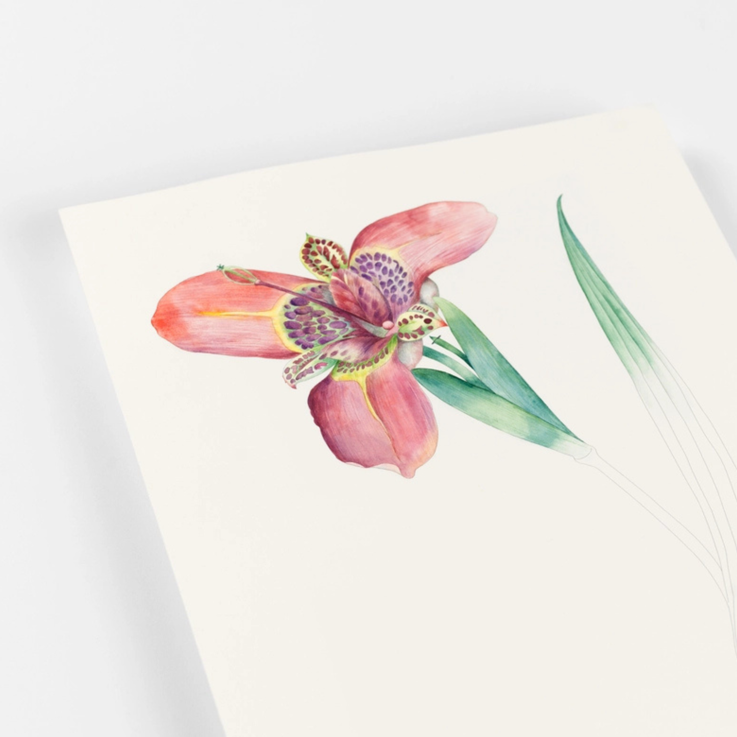 Floral Images Artists' Colouring Book