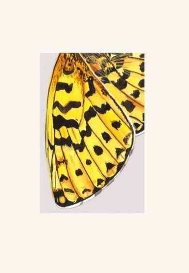 Kilcoe Studios - Abstract Butterfly Cards